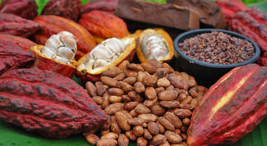 puntare al ribasso sul cacao