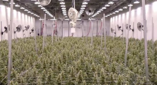 CannTrust