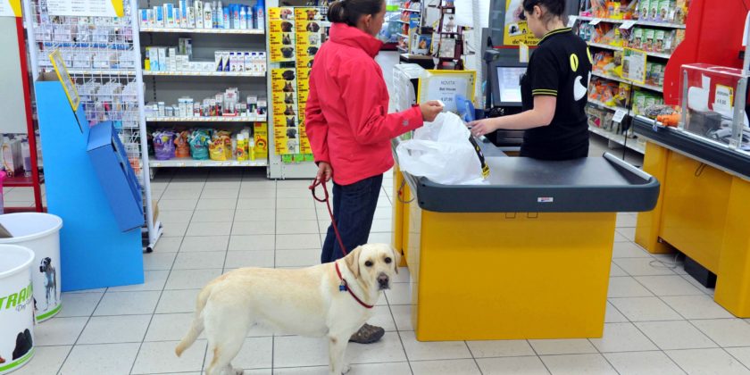 A chi va affidato il cane quando i coniugi si separano