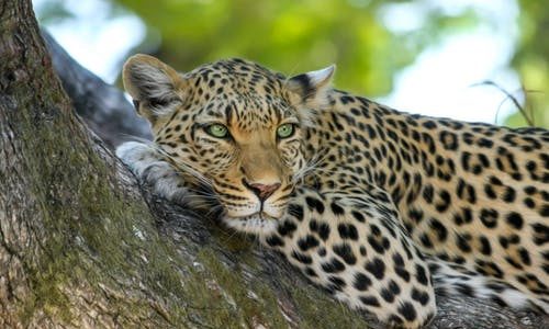 animalier