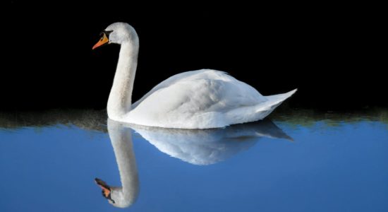 cigno, certificazione