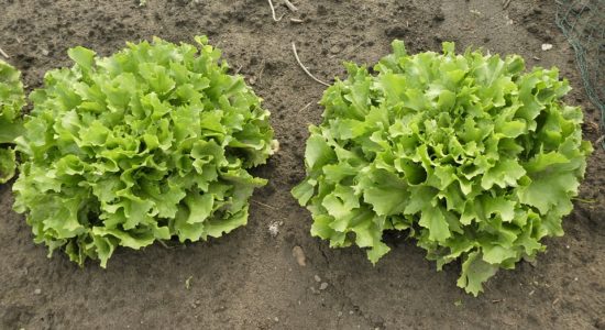 indivia, insalata, verdure