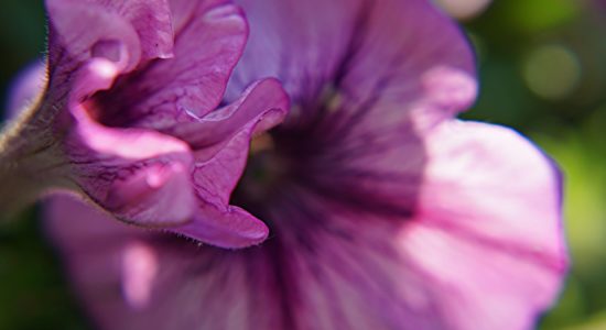 malva