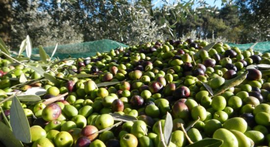 olive