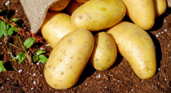 patata