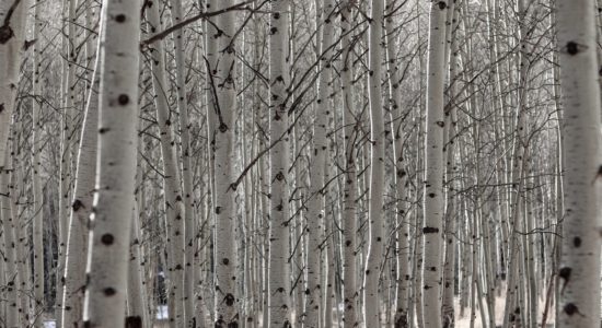 pianta di betulla