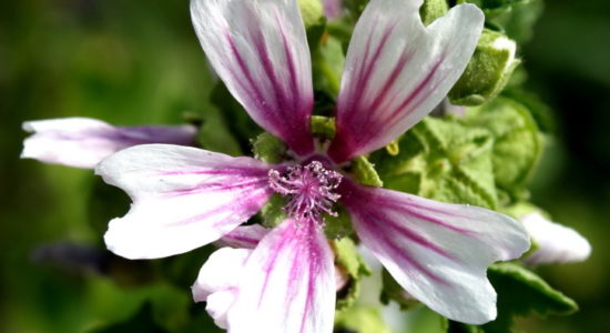 Malva