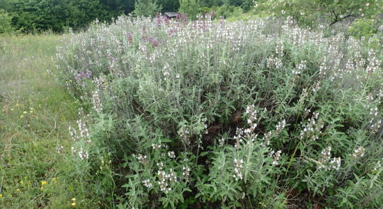 salvia