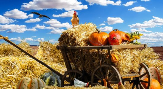 agricoltori, disoccupazione agricola
