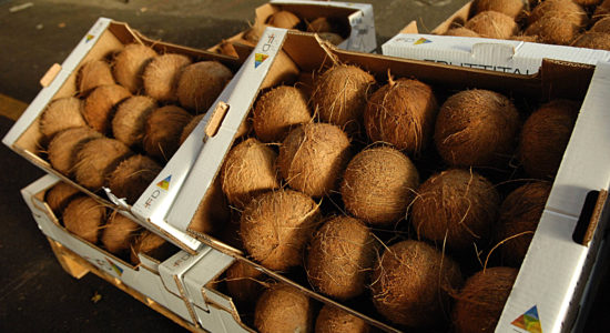 cocco