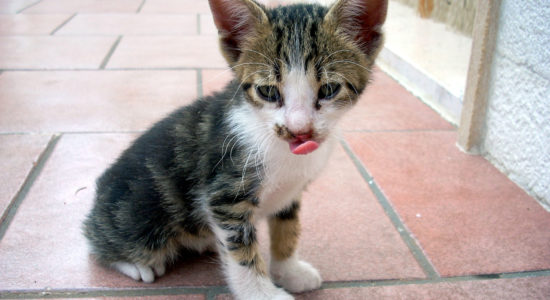 gattino