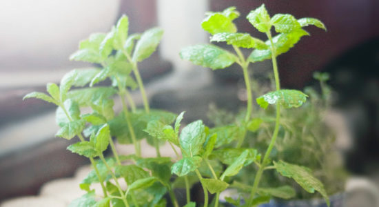 Se vuoi preparare un cocktail fresco e dissetante, segui questa ricetta, mojito