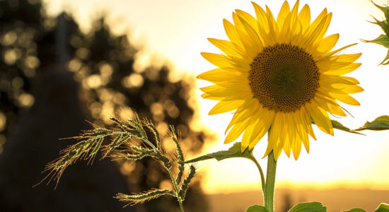 semi di girasole