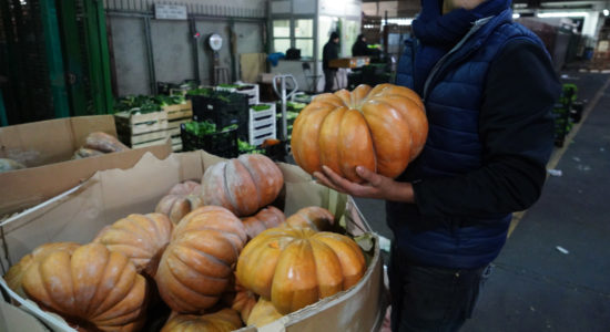 zucca