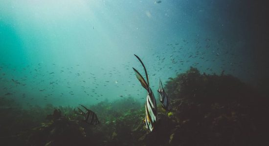 alga, mare, acqua