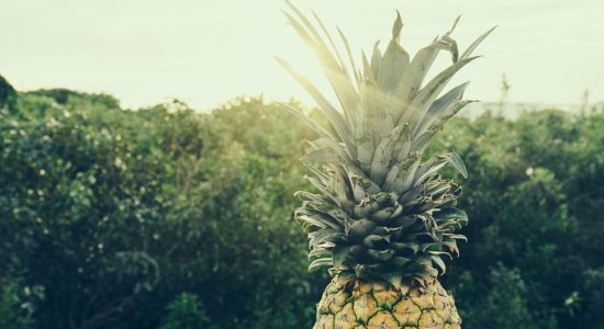 ananas