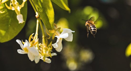 Come riconoscere api e vespe e distinguerle tra loro