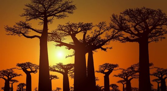 baobab