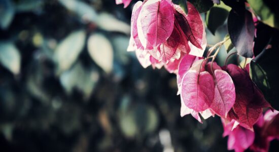 pianta, bougainvillea