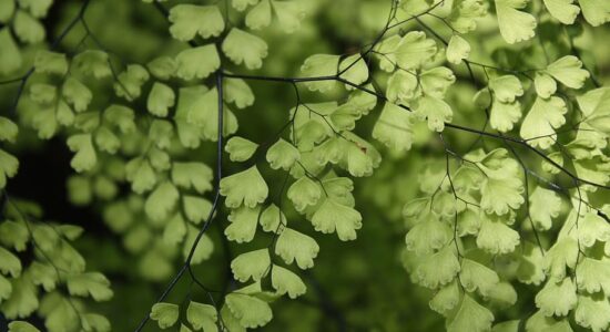 capelvenere, pianta, verde, giardino