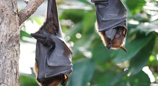 pipistrello