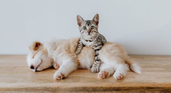cuccioli, collari