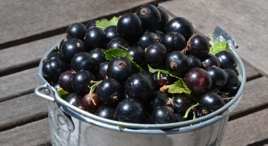 ribes nero