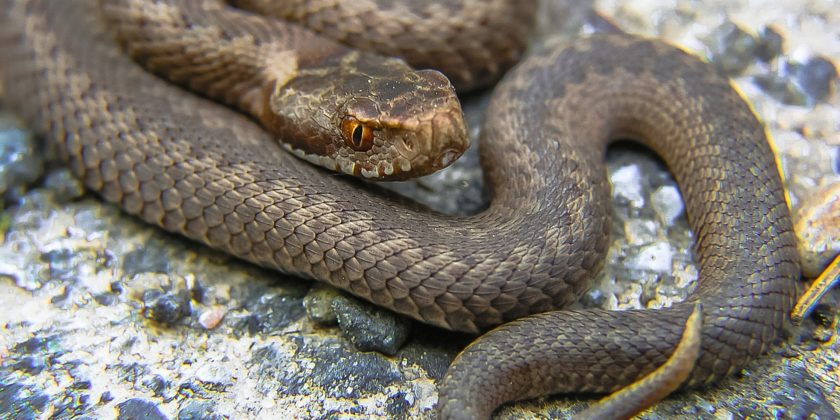 vipera, veleno, serpente