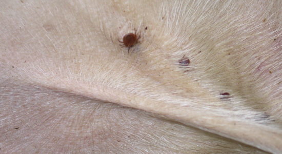 zecca