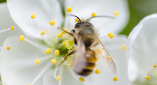 ape, vespa, insetto,