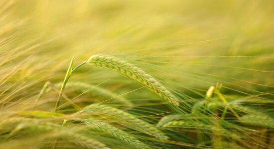 grano