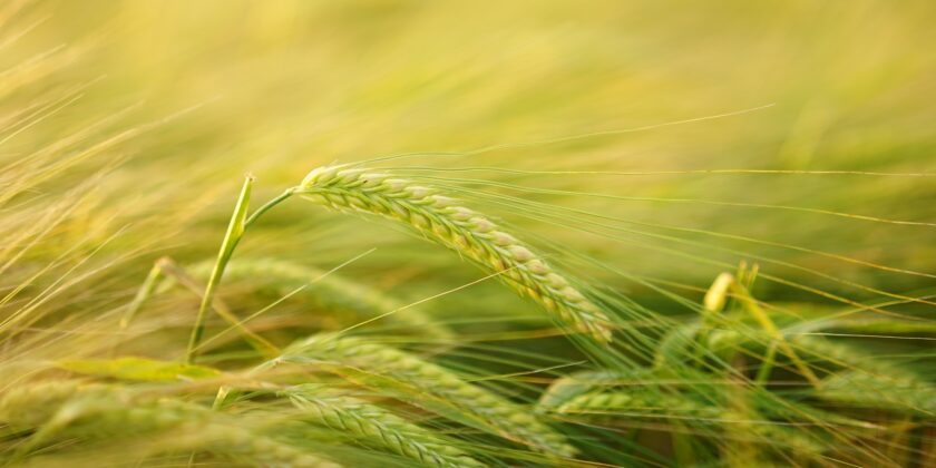 grano