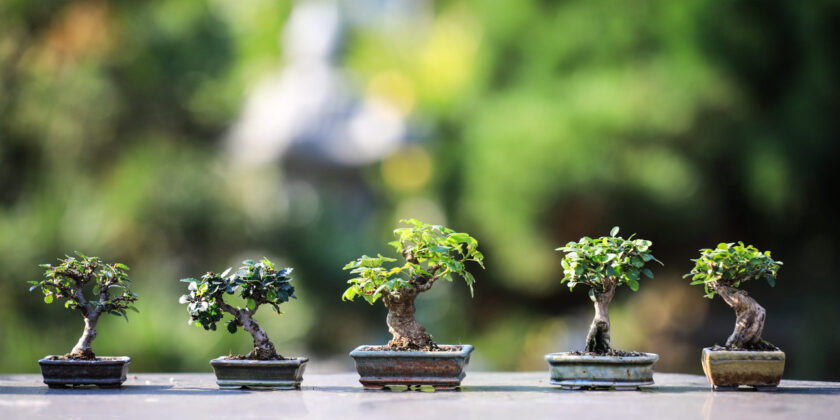 bonsai