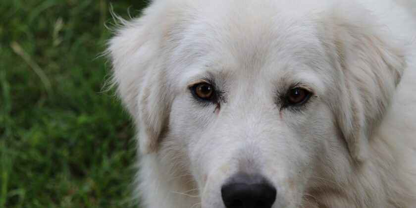 cucciolo