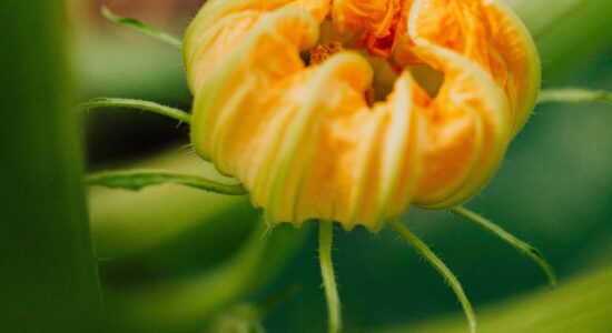fiori di zucca