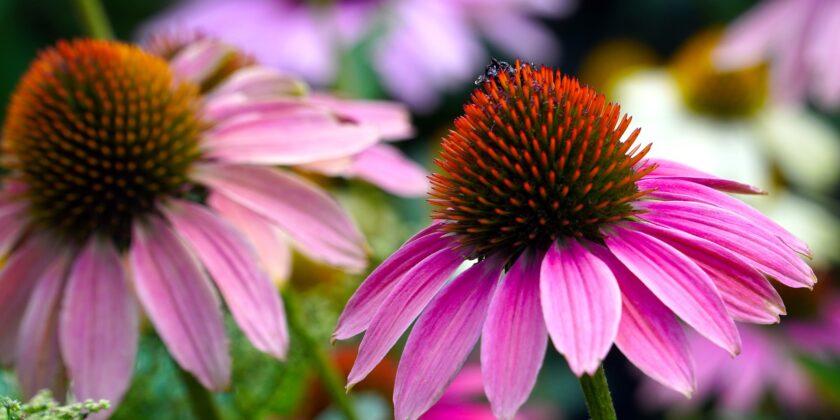 echinacea