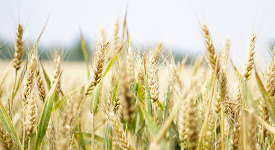 grano tumminia