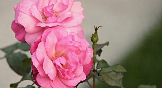 rosa canina