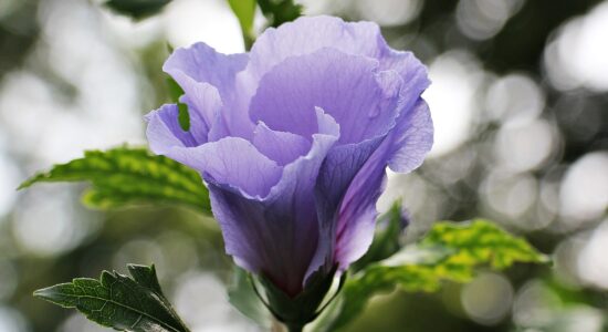 malva