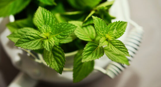 menta