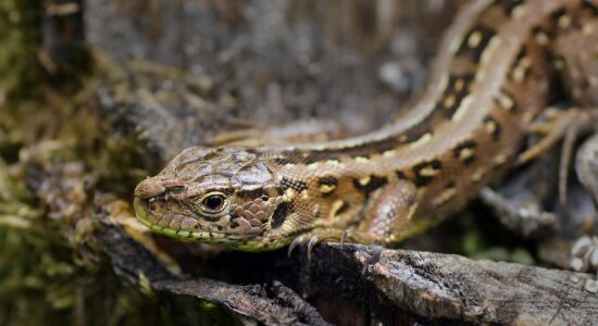 vipera