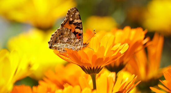calendula