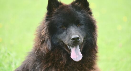 feci di cane
