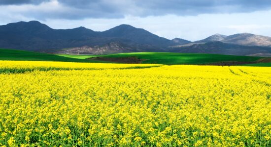 canola