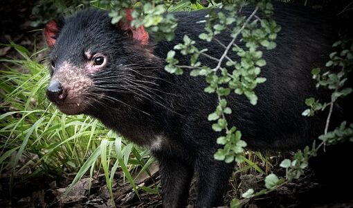 diavolo della tasmania, australia, animale