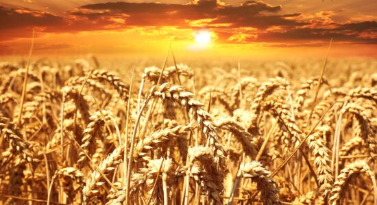 grano