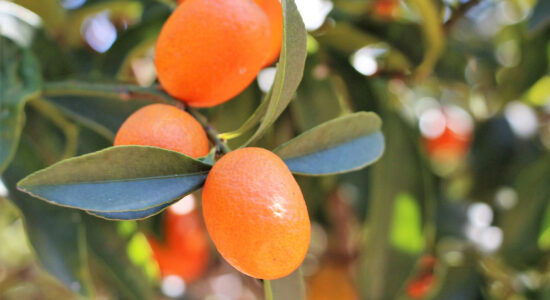 kumquat mandarino cinese