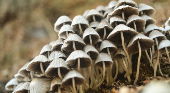 funghi allucinogeni