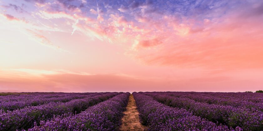 lavanda