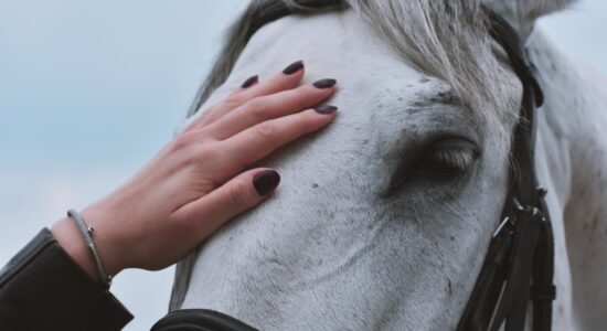 cavallo